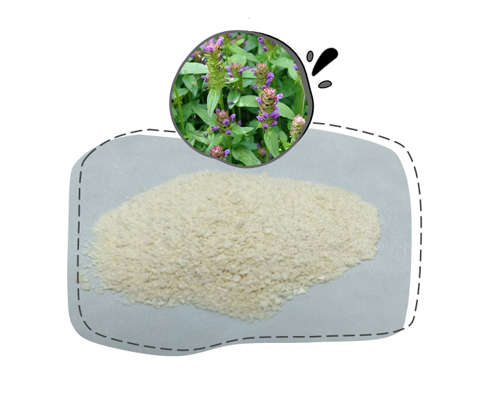 研发新批次-异迷迭香酸苷 批量入库